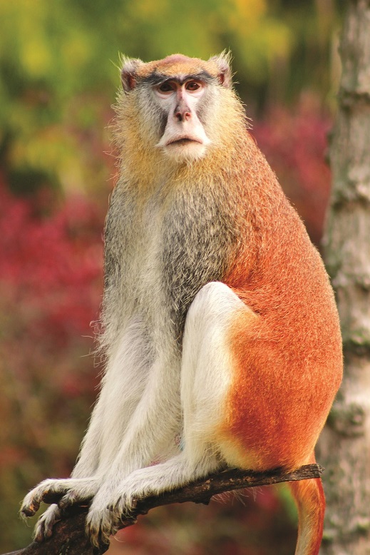 The Patas monkey of Mount Kenya